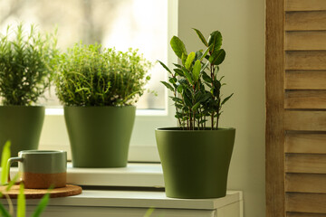 Different aromatic potted herbs on windowsill indoors