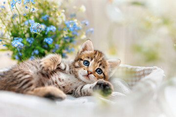 A striped kitten with wide open blue eyes lays between flowers
