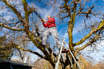 Gardener is cutting branches, pruning fruit trees with pruning shears in the orchard - obrazy, fototapety, plakaty