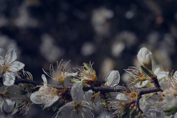 White flowers on fruit trees in spring