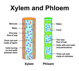 Scientific Designing Of Xylem And Phloem Scheme. Labeled Water, Nutrient And Mineral Transportation. Colorful Symbols. Vector Illustration.