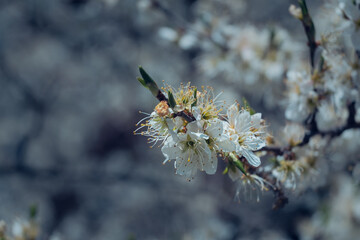 White flowers on fruit trees in spring