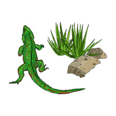 Obraz premium Isolated vector illustration of a lizard on a white background. Blank for designers, printing on clothes, packaging, logo, icon