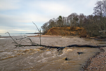 Fallen trees on east coast of Baltic sea.