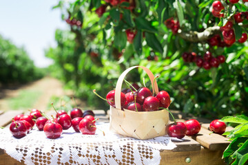 wicker basket filled with ripe cherries on table against background of cherry trees with cherry berries
