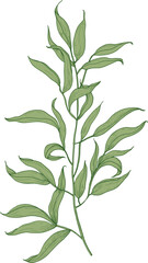 Eucalyptus Branch with Green Leaves Hand Drawn Illustration © Good Studio