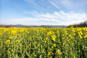 Agricultural field with oilseed rape. rapeseed is raw material for the production of beet oil and oil added to diesel cars. Canola, colza.