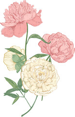 Bunch of Peony Flowers Hand Drawn Illustration