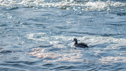 Fototapeta premium Brown ducks swim in water with white foam. Concept of water pollution in rivers and lakes.
