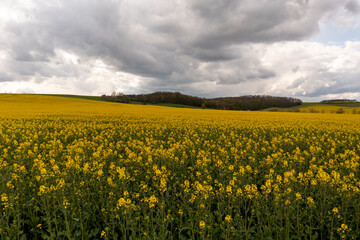 Landscape with yellow, flowering rapeseed field and cloud sky