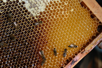 FU 2020-10-31 BienenHelmut 60 Die Bienenwaben mit Honig sind noch nicht verschlossen