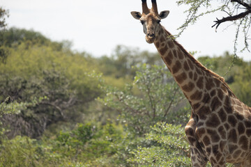 African Giraffe in South Africa