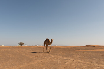 A wild camel walks through the desert in Dubai