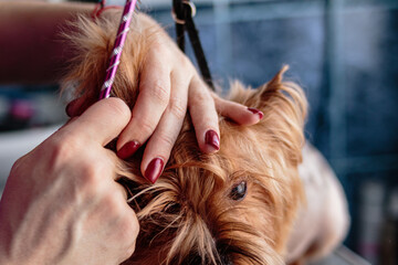 Yorkshire terrier dog washing and grooming at home
