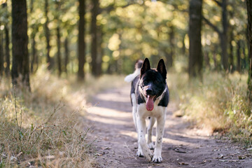 Dog breed Siberian Husky