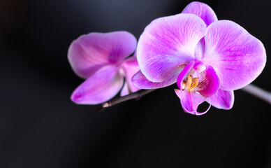 Fototapeta na wymiar Purple orchid flowers in close-up on a dark background. Shallow depth of field.