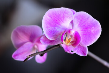 Purple orchid flowers in close-up on a dark background. Shallow depth of field.