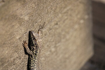 lézard