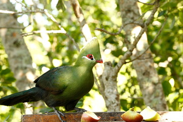 Knysna Turaco bird in branches