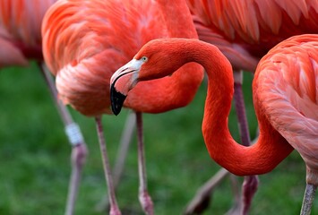 Porträt eines Kuba-Flamingos (Phoenicopterus ruber), American flamingo.
