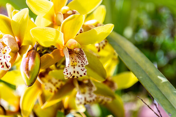 Orquídea con hojas amarillas y blancas con manchas marrones