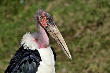 Porträt eines Marabus (Leptoptilos crumeniferus), Marabou stork.
