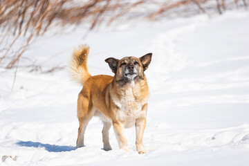 A portrait of large mixed-breed stray dog Sheepdog taras off to the side against a winter white background. Copy space. The dog's eyes search for its owner. - obrazy, fototapety, plakaty