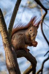 Eichhörnchen auf einem Baumstamm mit Nuss