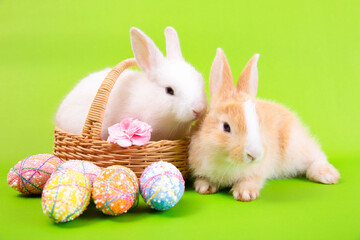 Easter bunny and eggs concept.