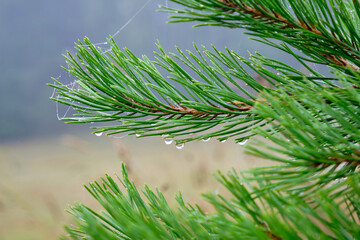 Green spruce twig close-up, with drops of morning dew and cobwebs.
