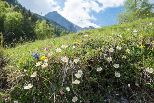 alpine flora, ranunculus alpestris in mountain landscape Karwendel