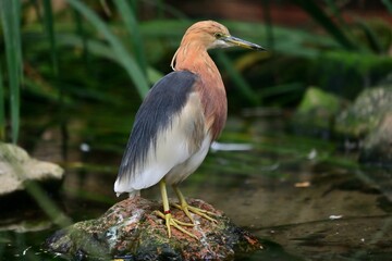Ein Prachtreiher (Ardeola speciosa), Javan pond heron.