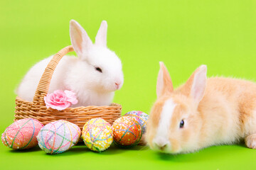 Easter bunny and eggs concept.