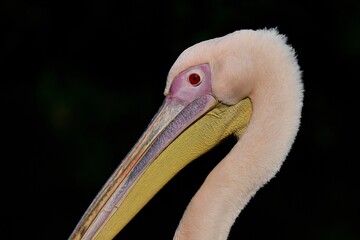 Porträt eines Rosapelikans (Pelecanus onocrotalus), Great white pelican.