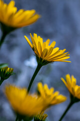 Buphthalmum salicifolium flower in mountains