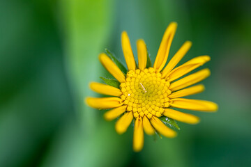 Buphthalmum salicifolium flower in mountains, close up