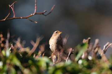 Wren perched on a bush during spring 