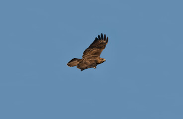 Buzzard soaring the skies 