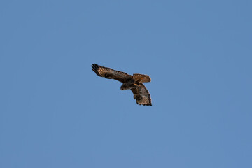 Buzzard soaring the skies 