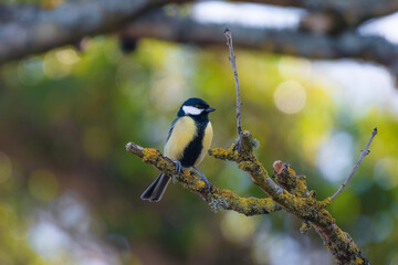 Great Tit perched in a small tree 