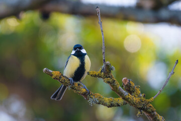 Great Tit perched in a small tree 