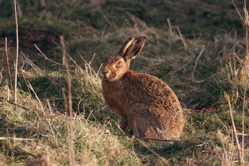 Hare during sunset 