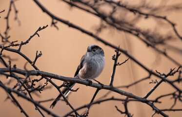 Long Tailed Tit perched in a tree 