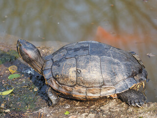 Fototapeta premium 亀