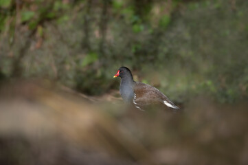 Moorhen on a river bank
