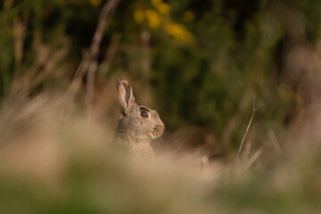 Rabbit in a field during sunset 
