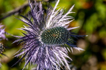 Eryngium alpinum flower in meadow, close up 