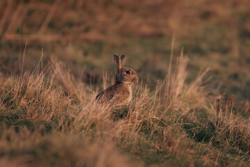 Rabbit in a field during sunset 