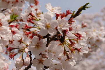 自宅の近くの川沿いに咲く桜（ソメイヨシノ）