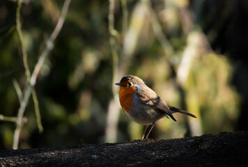 Robin redbreast 